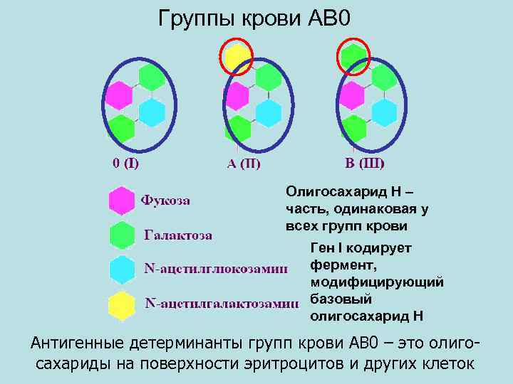 Группы крови АВ 0 Олигосахарид Н – часть, одинаковая у всех групп крови Ген