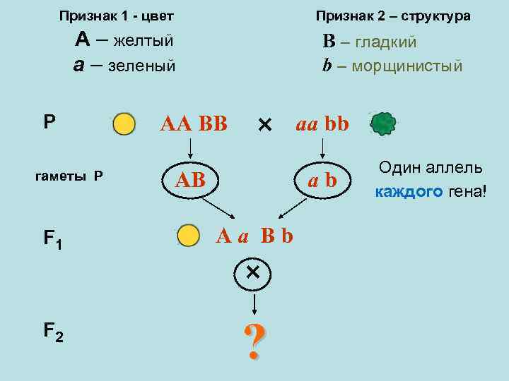 Признак 1 - цвет Признак 2 – структура A – желтый a – зеленый