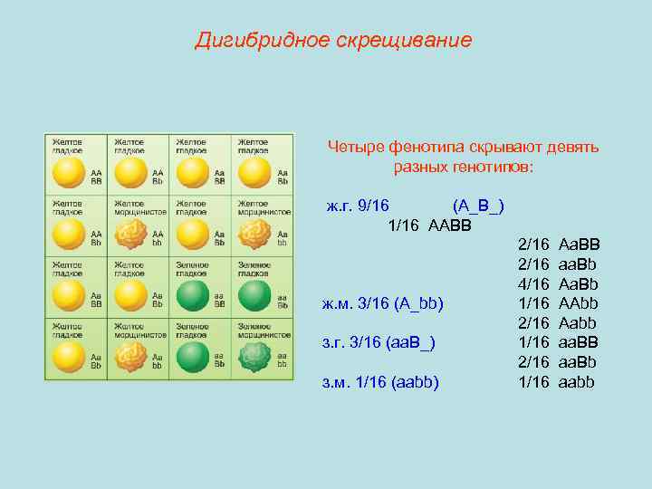 Характеристики дигибридного скрещивания. Дигибридное скрещивание AABB AABB. Дигибридное скрещивание 3 1. ААВВ ААВВ скрещивание таблица. Дигибридное скрещивание таблица.
