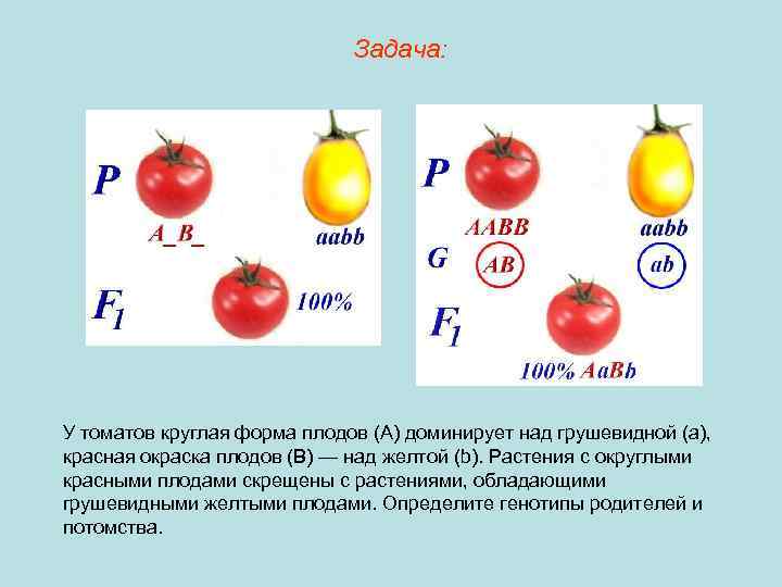 Задача: У томатов круглая форма плодов (А) доминирует над грушевидной (а), красная окраска плодов