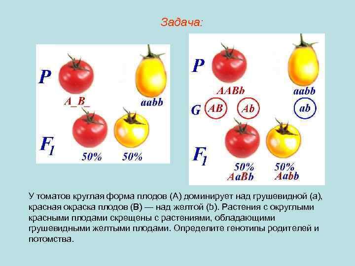Задача: У томатов круглая форма плодов (А) доминирует над грушевидной (а), красная окраска плодов