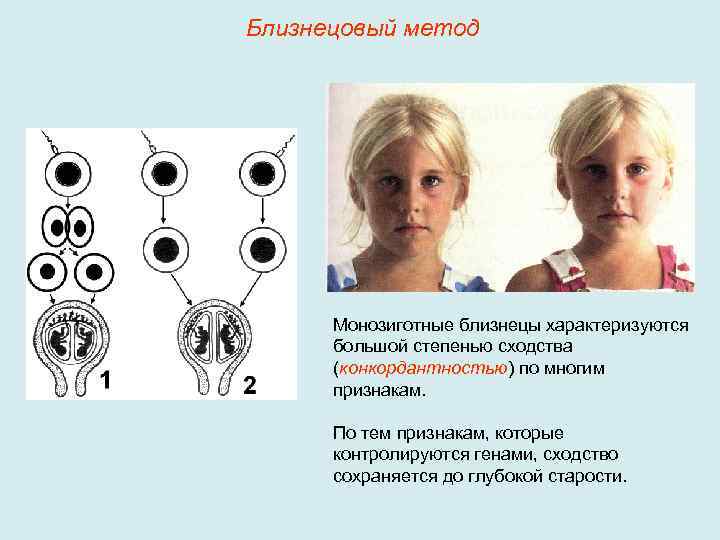 Близнецовый метод Монозиготные близнецы характеризуются большой степенью сходства (конкордантностью) по многим признакам. По тем