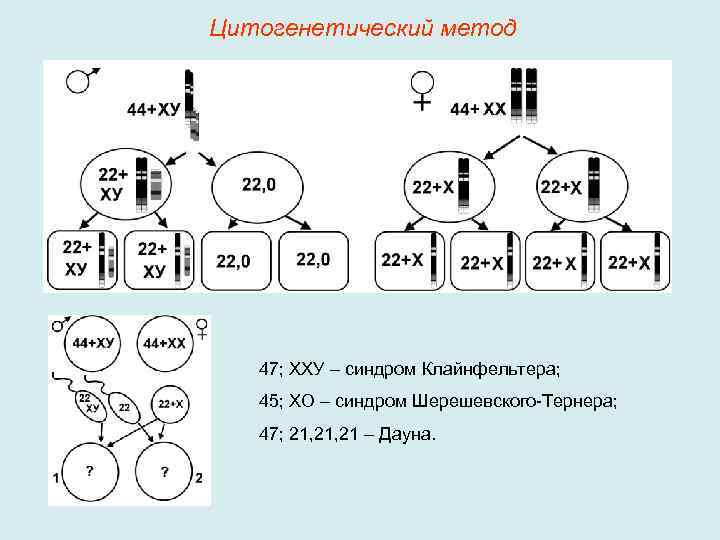 Цитогенетический метод 47; ХХУ – синдром Клайнфельтера; 45; ХО – синдром Шерешевского-Тернера; 47; 21,