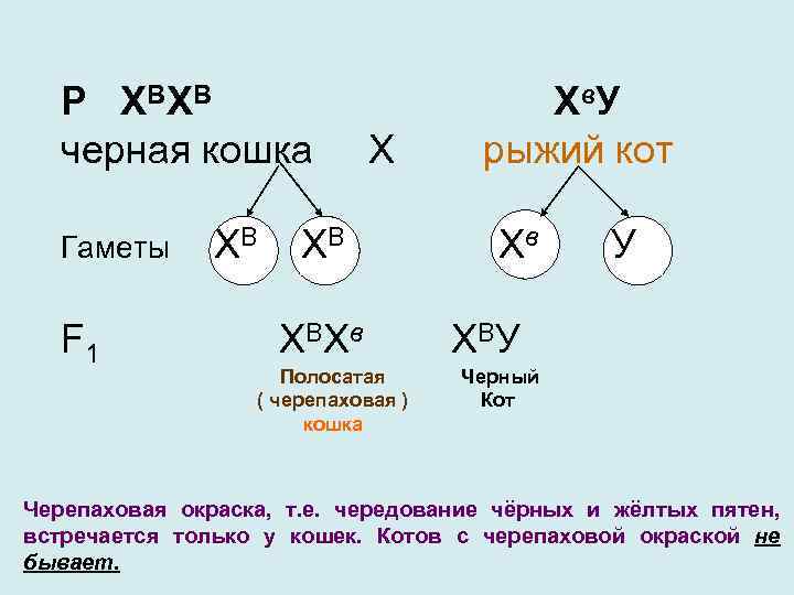 Р ХВХВ Хв. У черная кошка Х рыжий кот Гаметы ХВ ХВ Хв У