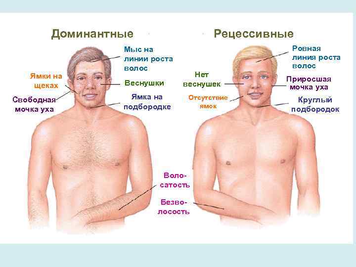 Доминантные Ямки на щеках Свободная мочка уха Рецессивные Мыс на линии роста волос Веснушки