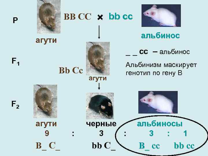 BB CC P × bb cc альбинос агути _ _ cc – альбинос F