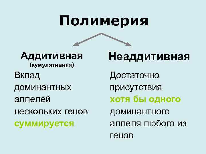 Полимерия Аддитивная (кумулятивная) Вклад доминантных аллелей нескольких генов суммируется Неаддитивная Достаточно присутствия хотя бы