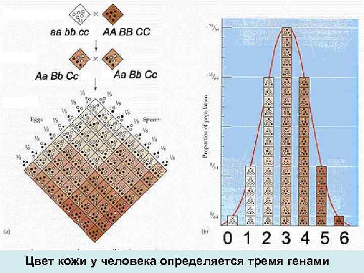 Цвет кожи у человека определяется тремя генами 