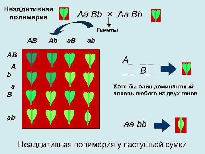 Неаддитивная полимерия Аa Вb × Аa Вb Гаметы AB AB A b a B