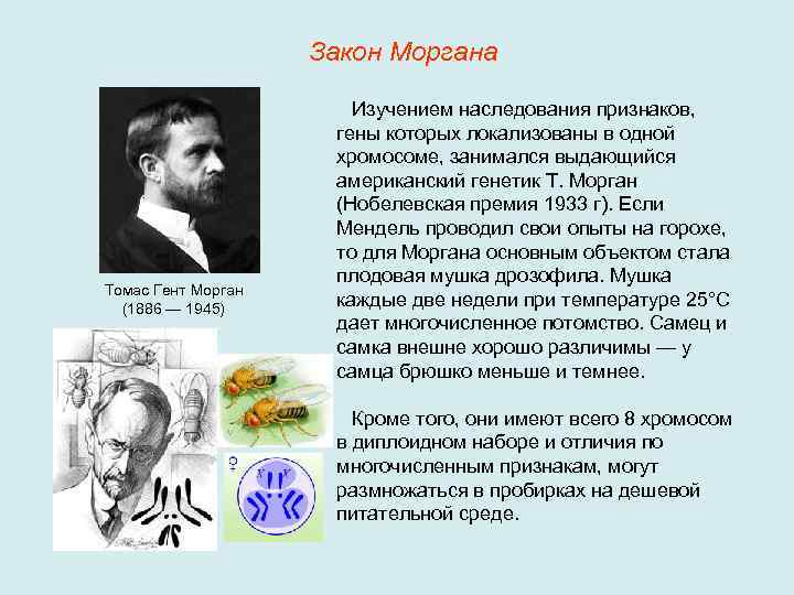 Закон Моргана Томас Гент Морган (1886 — 1945) Изучением наследования признаков, гены которых локализованы