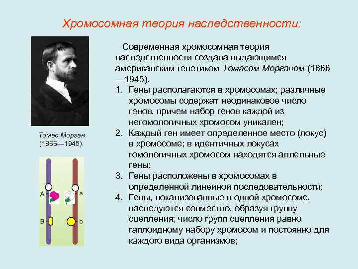 Хромосомная теория наследственности: Томас Морган (1866— 1945). Современная хромосомная теория наследственности создана выдающимся американским