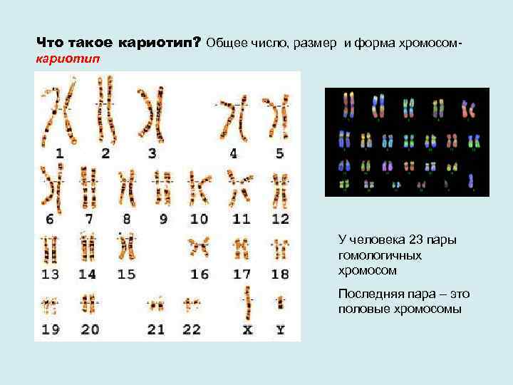 Что такое кариотип? Общее число, размер и форма хромосом- кариотип У человека 23 пары