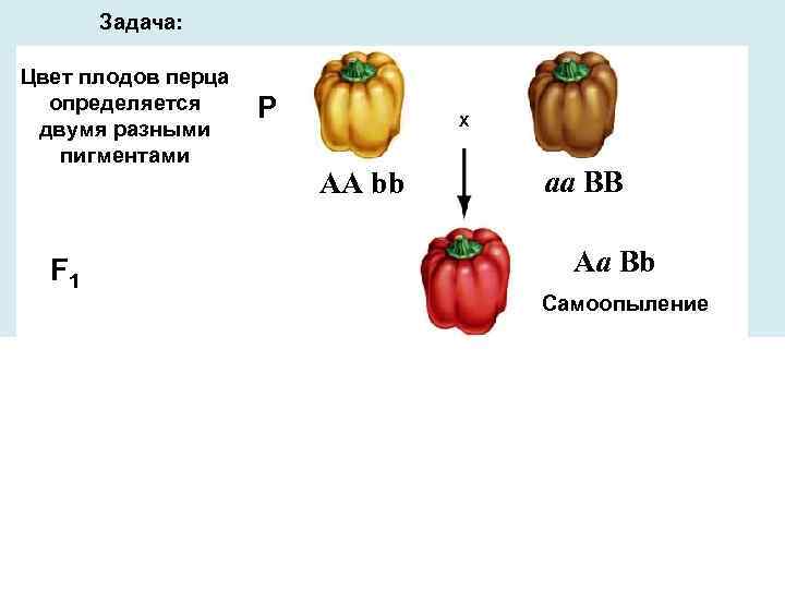 Задача: Цвет плодов перца определяется двумя разными пигментами Р X АА bb aa BB