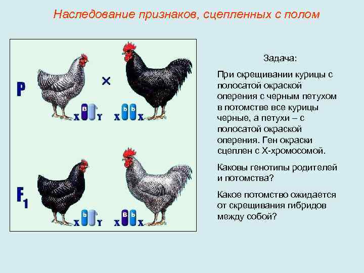 Наследование признаков, сцепленных с полом Задача: При скрещивании курицы с полосатой окраской оперения с