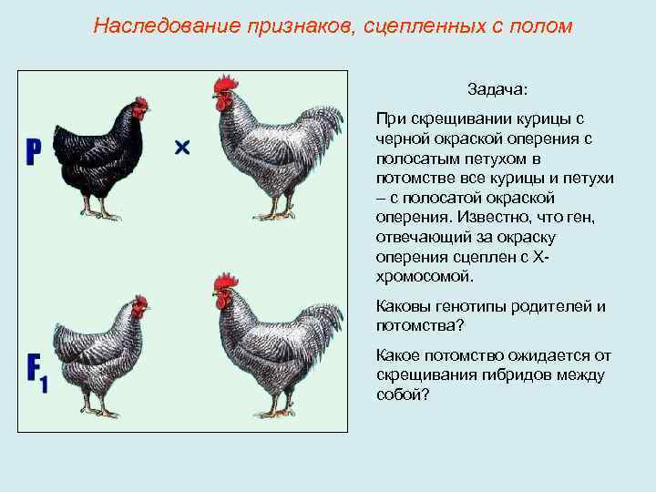 Наследование признаков, сцепленных с полом Задача: При скрещивании курицы с черной окраской оперения с
