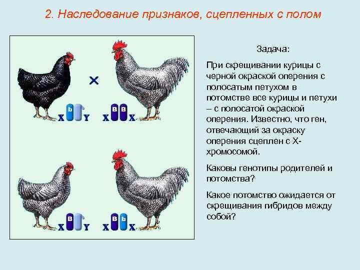 2. Наследование признаков, сцепленных с полом Задача: При скрещивании курицы с черной окраской оперения