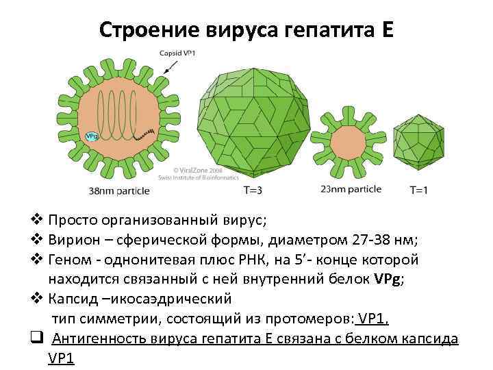 Строение вируса гепатита E v Просто организованный вирус; v Вирион – сферической формы, диаметром