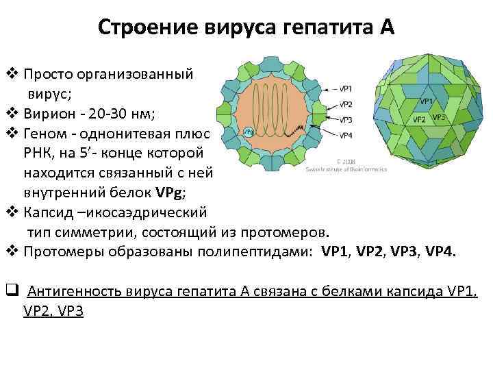 Строение вируса гепатита А v Просто организованный вирус; v Вирион - 20 -30 нм;