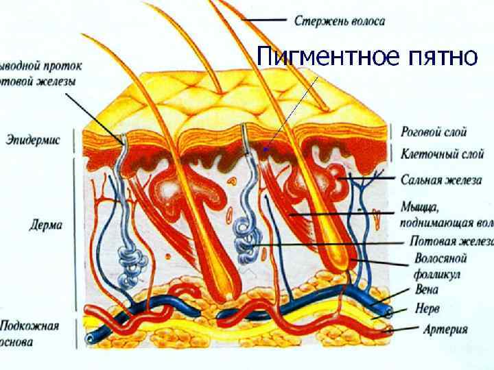 Элементы сыпи классификация с фото