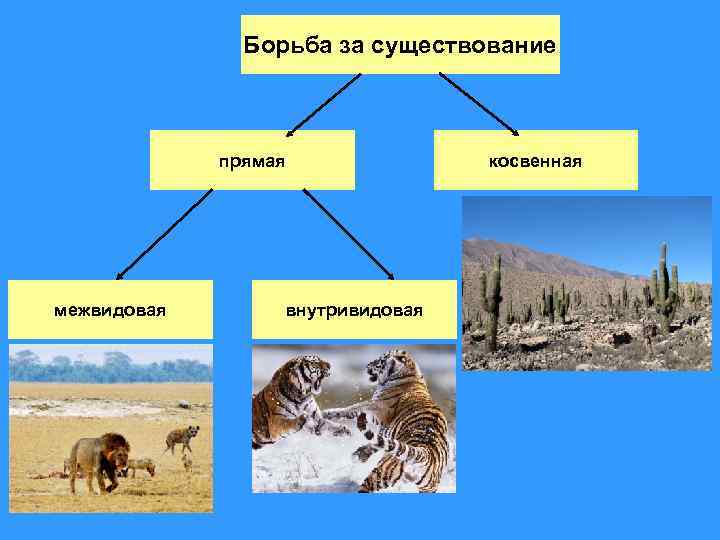 Презентация борьба за существование внутривидовая борьба межвидовая борьба