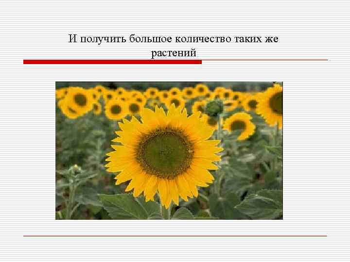 И получить большое количество таких же растений 