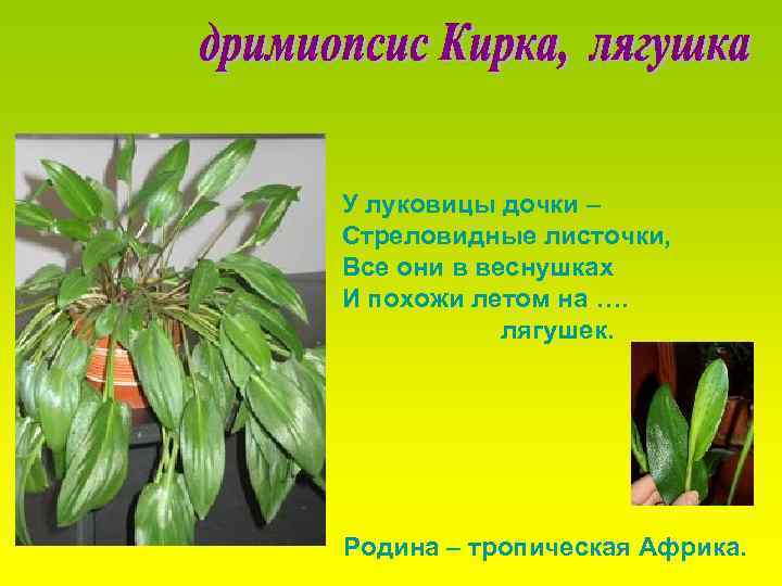 У луковицы дочки – Стреловидные листочки, Все они в веснушках И похожи летом на