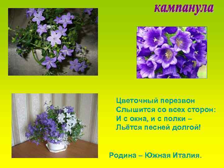 Цветочный перезвон Слышится со всех сторон: И с окна, и с полки – Льётся