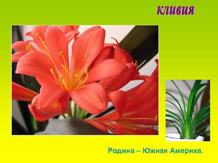 Родина – Южная Америка. 