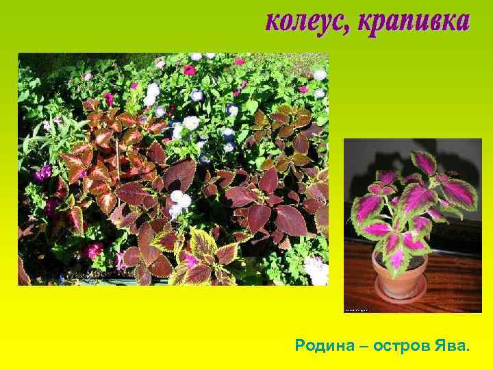 Родина – остров Ява. 