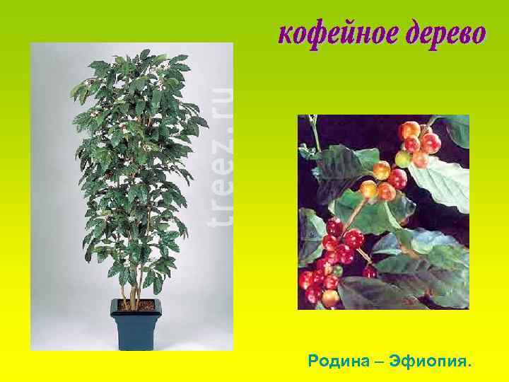 Родина – Эфиопия. 