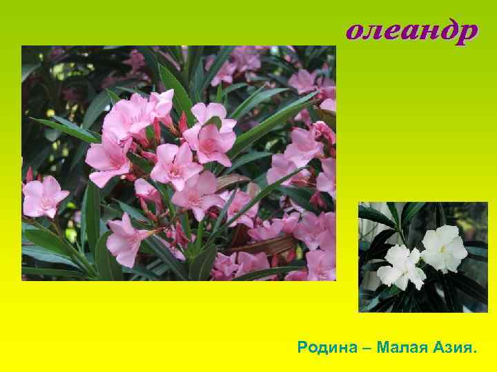 Родина – Малая Азия. 