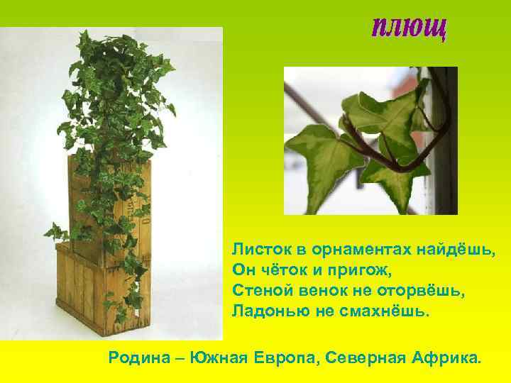 Листок в орнаментах найдёшь, Он чёток и пригож, Стеной венок не оторвёшь, Ладонью не