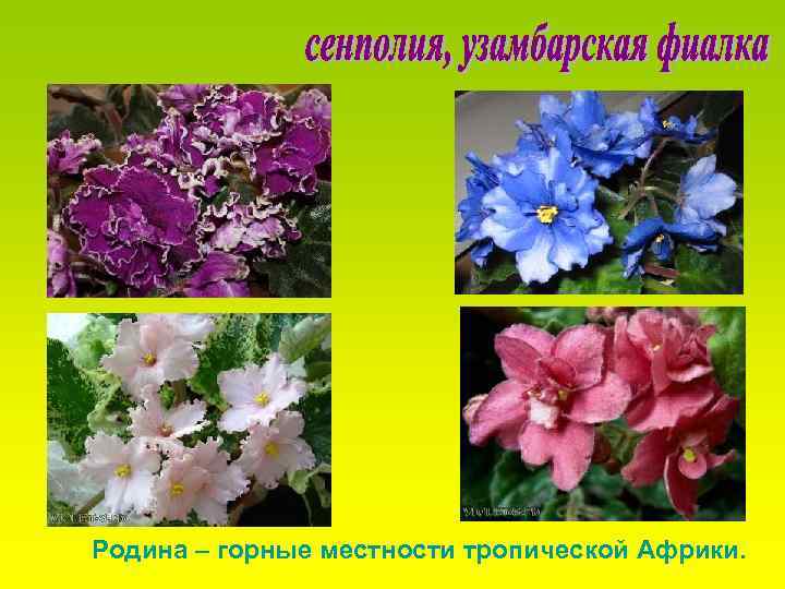 Родина – горные местности тропической Африки. 