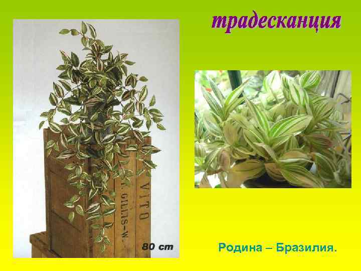 Родина – Бразилия. 