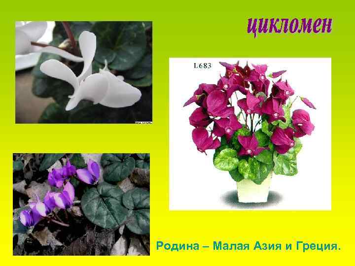 Родина – Малая Азия и Греция. 