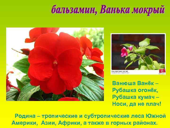 Ванюша Ванёк – Рубашка огонёк, Рубашка кумач – Носи, да не плач! Родина –