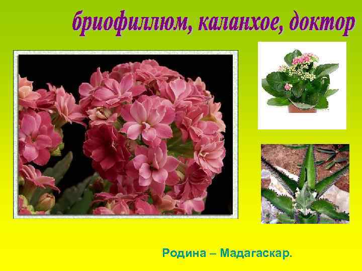 Родина – Мадагаскар. 