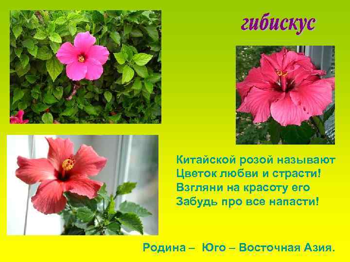 Китайской розой называют Цветок любви и страсти! Взгляни на красоту его Забудь про все