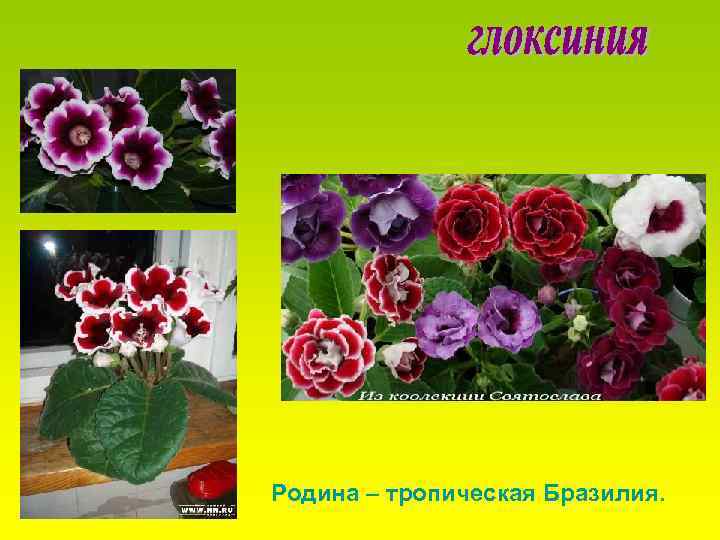 Родина – тропическая Бразилия. 