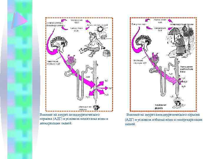  Влияние на диурез антидиуретического гормона (АДГ) в условиях недостатка воды и дегидратации тканей.