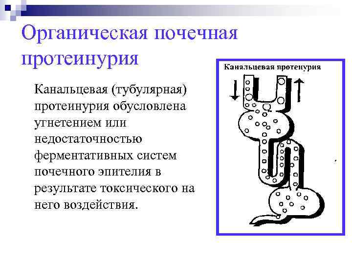 Органическая почечная протеинурия Канальцевая (тубулярная) протеинурия обусловлена угнетением или недостаточностью ферментативных систем почечного эпителия