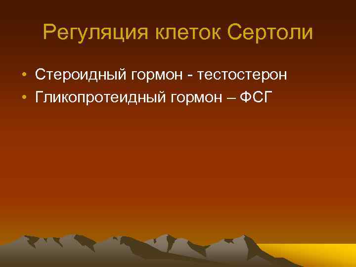 Регуляция клеток Сертоли • Стероидный гормон - тестостерон • Гликопротеидный гормон – ФСГ 