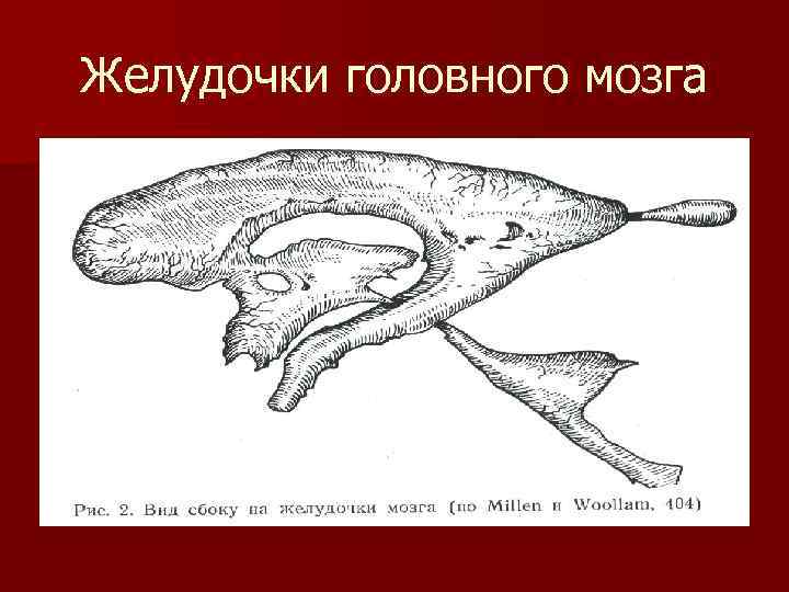 Желудочки головного мозга 