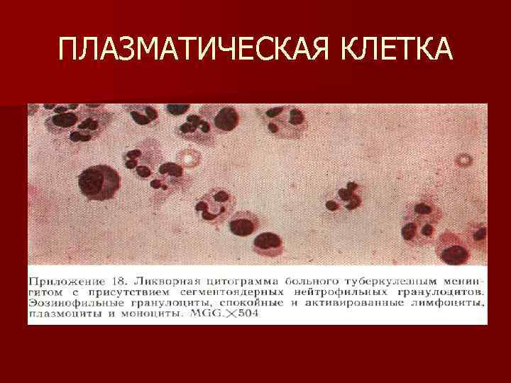 ПЛАЗМАТИЧЕСКАЯ КЛЕТКА 