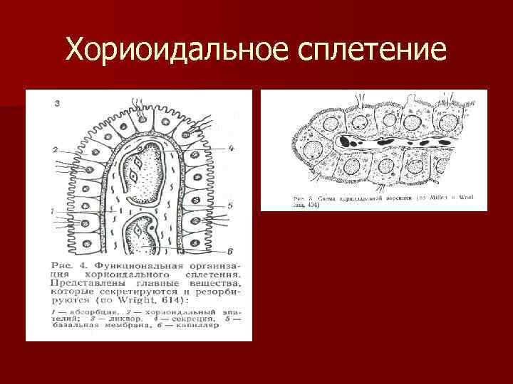 Хориоидальное сплетение 