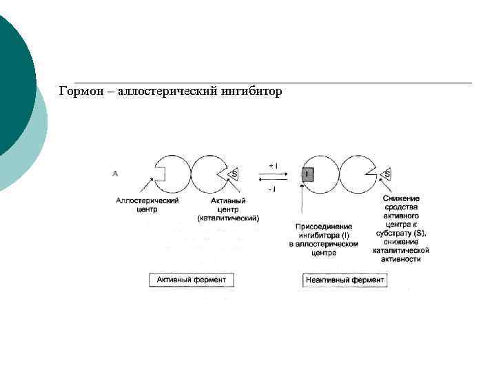 Гормон – аллостерический ингибитор 
