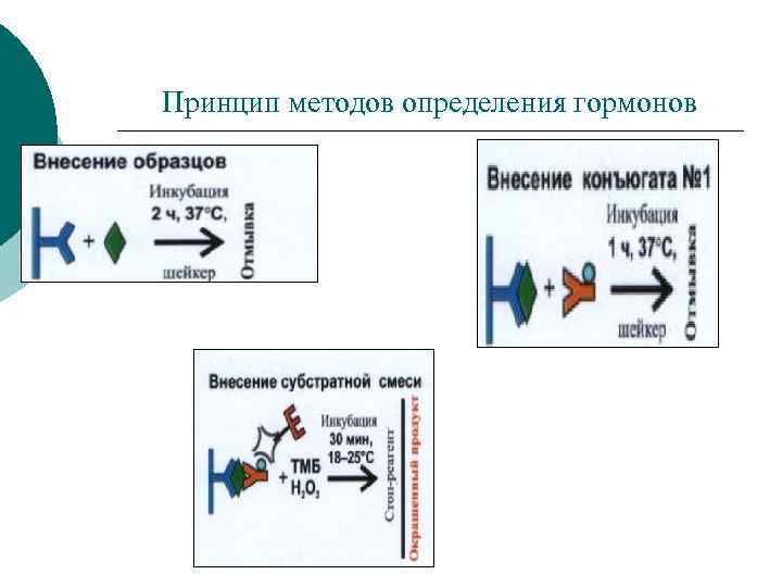 Принцип методов определения гормонов 