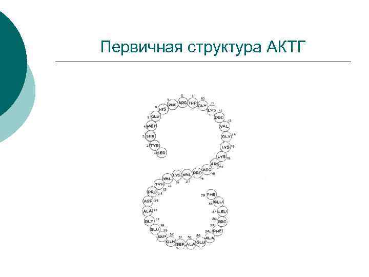 Первичная структура АКТГ 