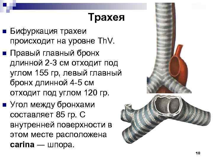Трахея n n n Бифуркация трахеи происходит на уровне Th. V. Правый главный бронх