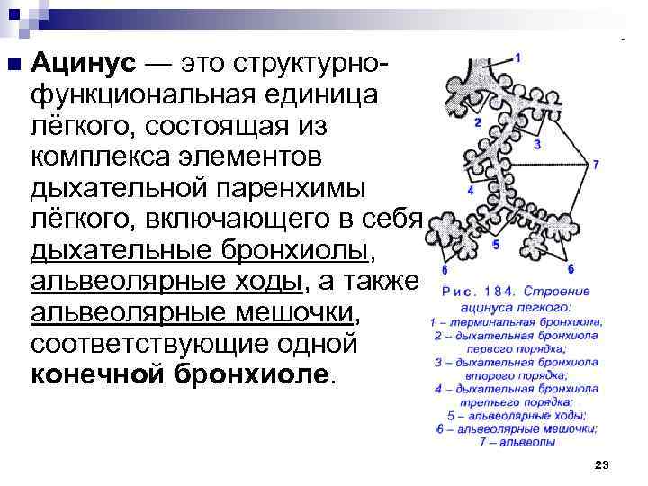 n Ацинус ― это структурнофункциональная единица лёгкого, состоящая из комплекса элементов дыхательной паренхимы лёгкого,